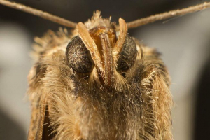 Моль - невелика метелик, натхнення Моль - невелика метелик, натхнення